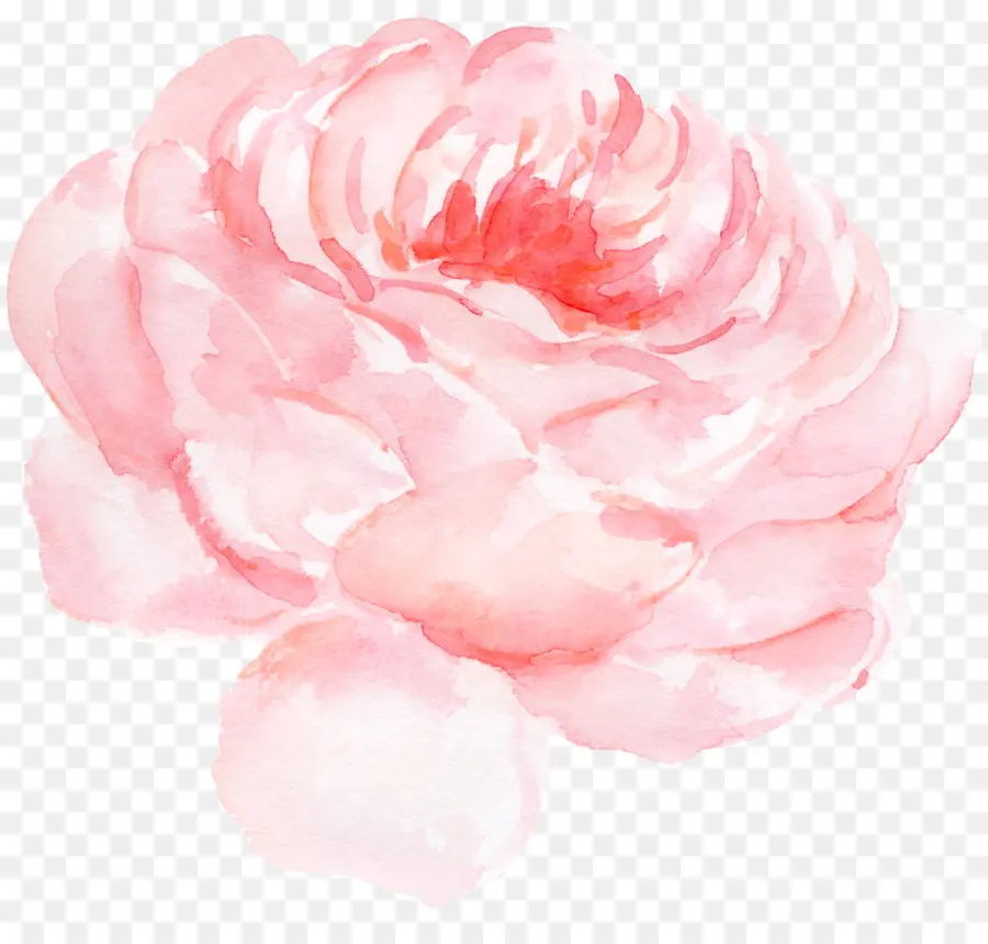 Papel，Centifolia Rosas PNG