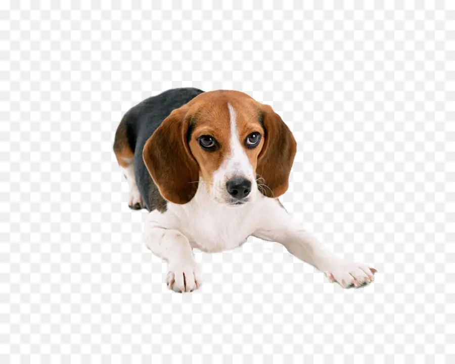 Beagle，Basset Hound PNG