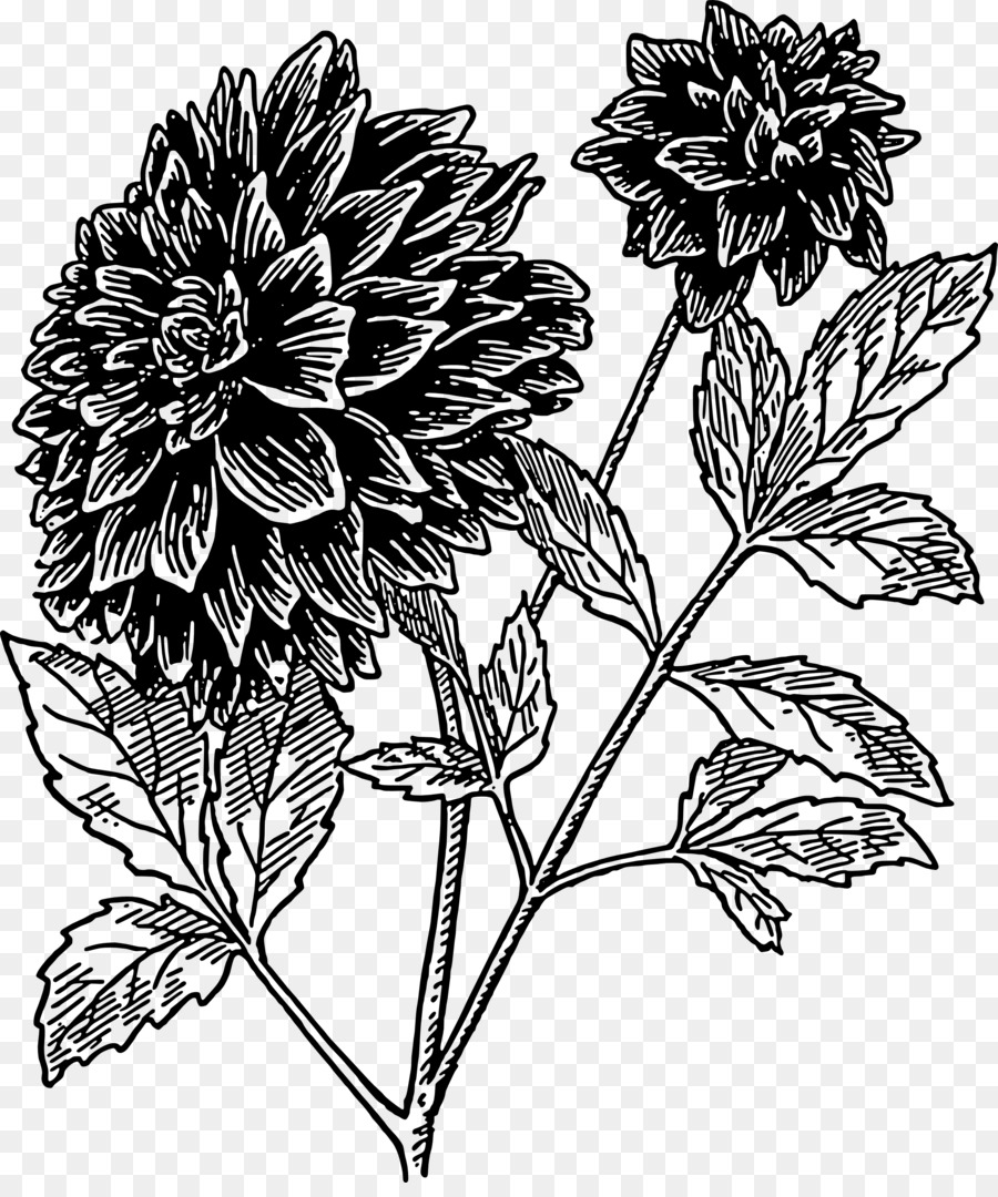 Flores Preto E Branco，Botânico PNG