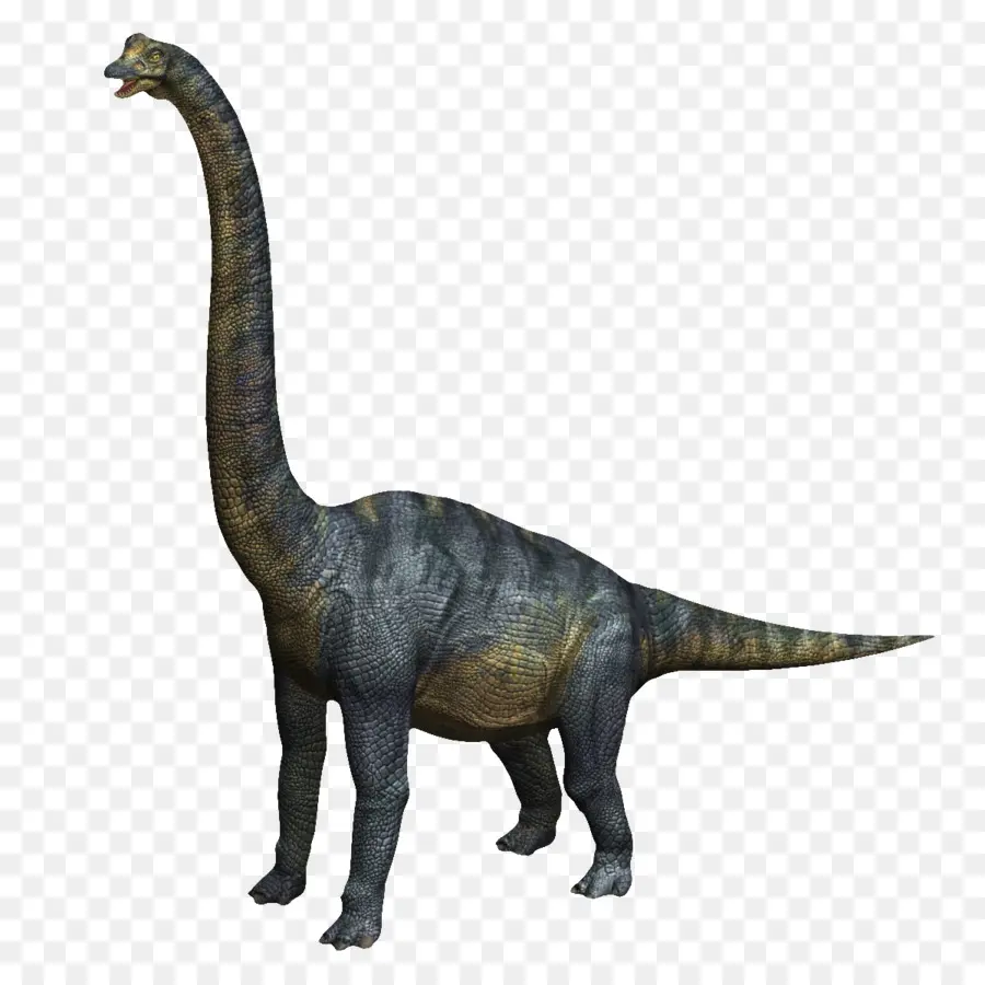 Velociraptor，Rhamphorhynchus PNG