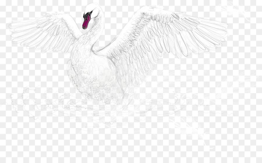 Cisne，Branco PNG