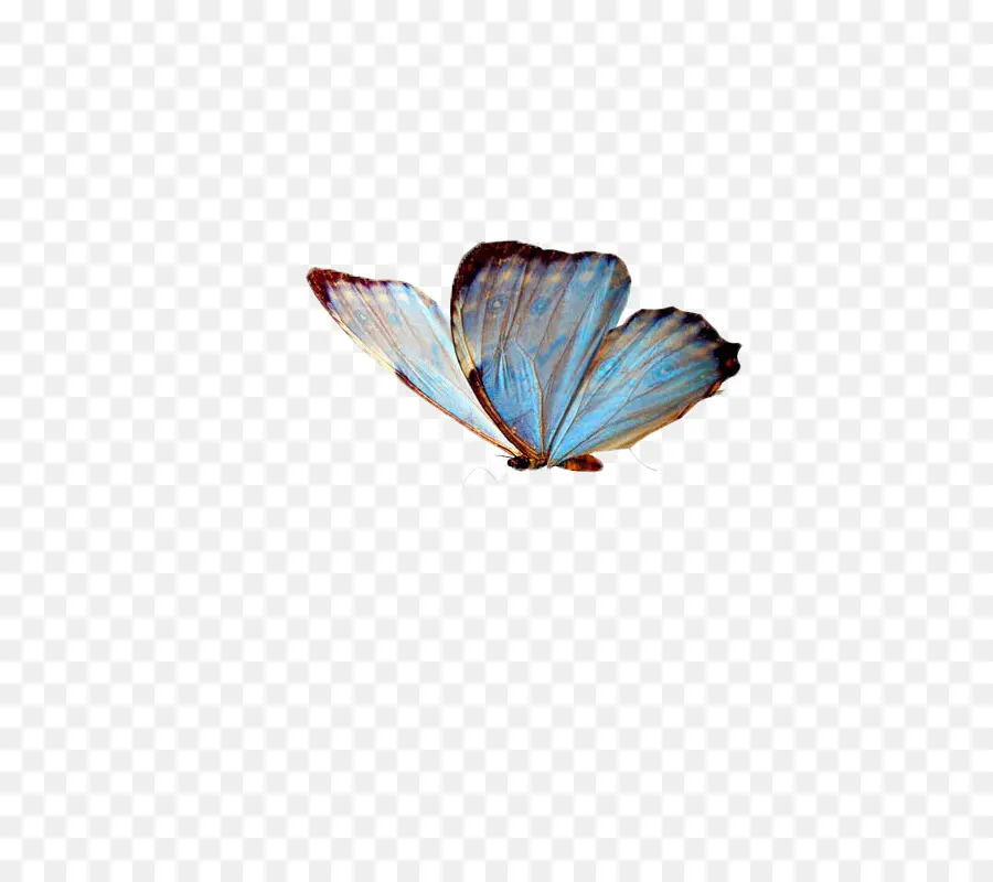 Borboleta，Azul PNG