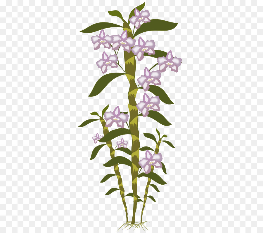 Orquídeas，Botânica PNG