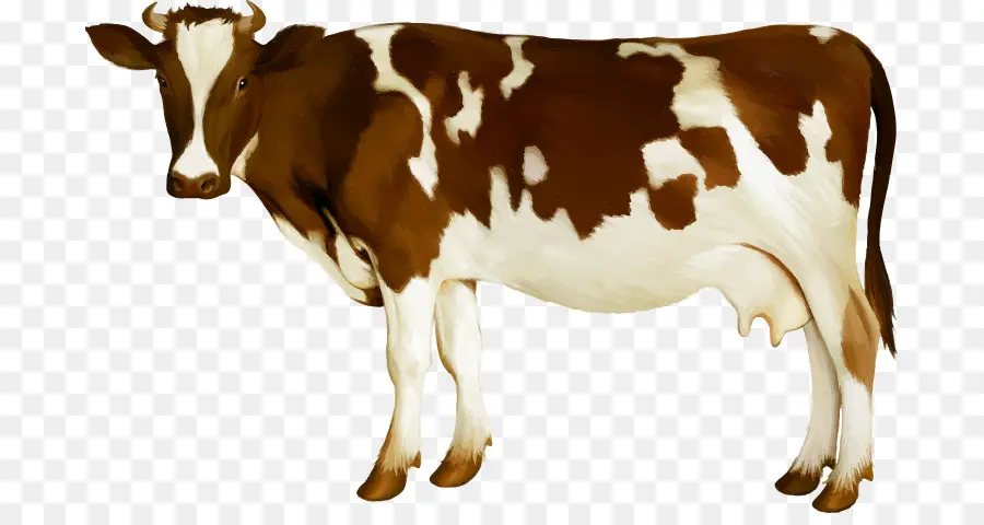 Holstein Frísia Gado，Simmental Gado PNG