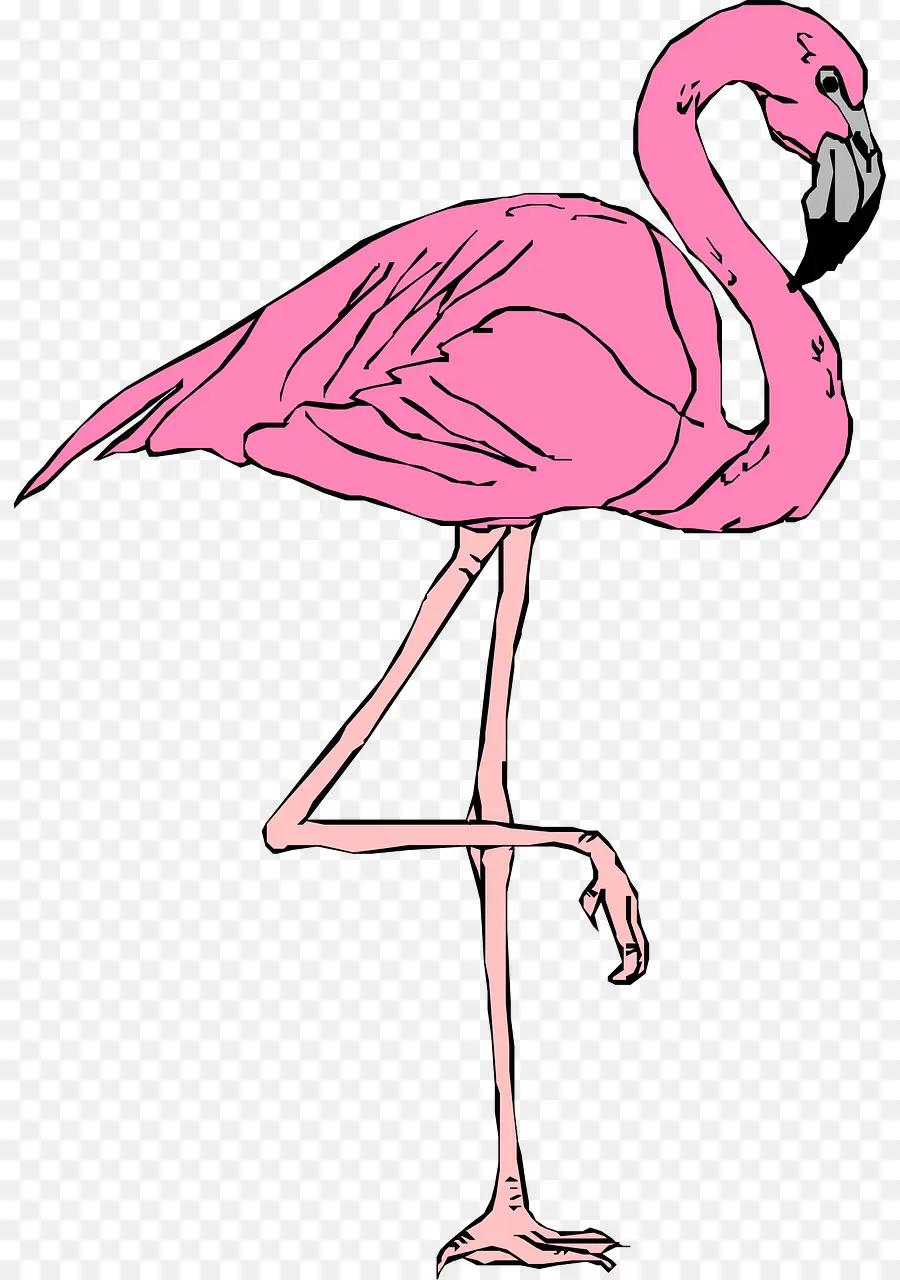 Flamingo，Rosa PNG