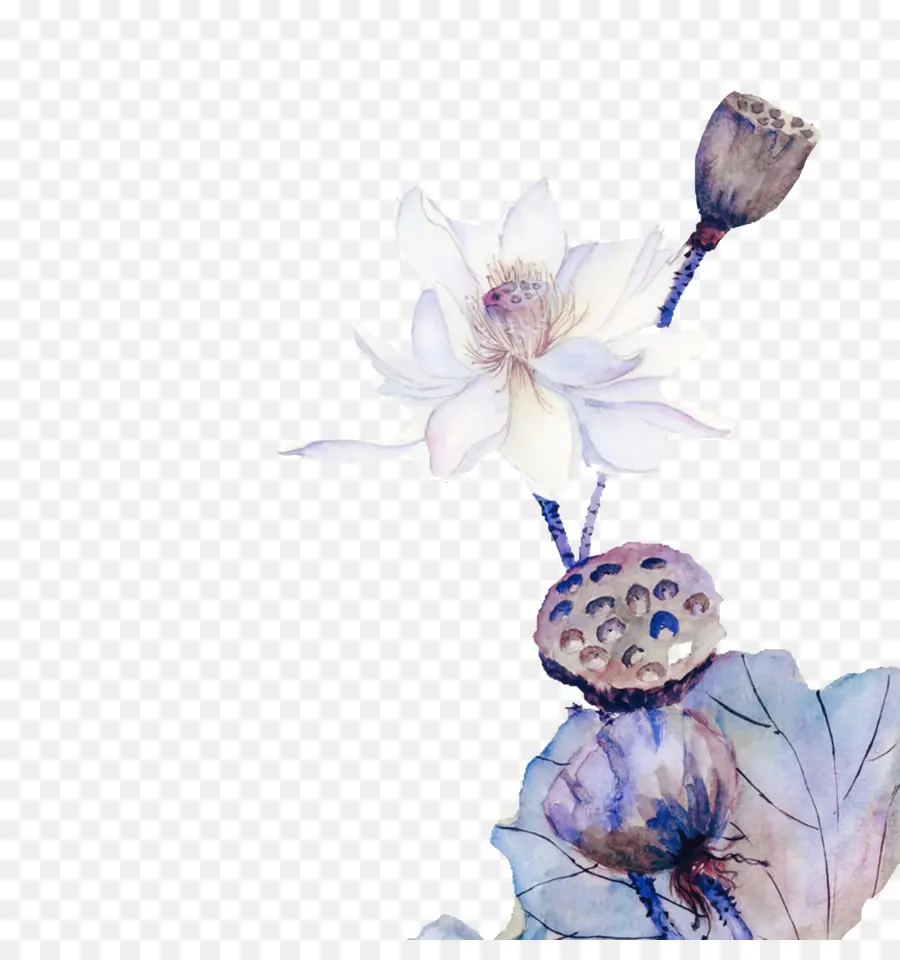 Flor De Lótus，Florescer PNG