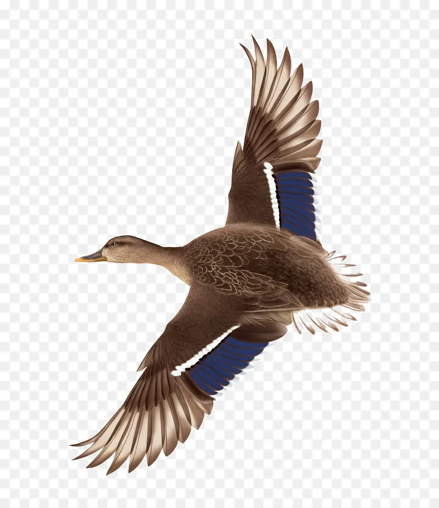 Pato，Voo PNG