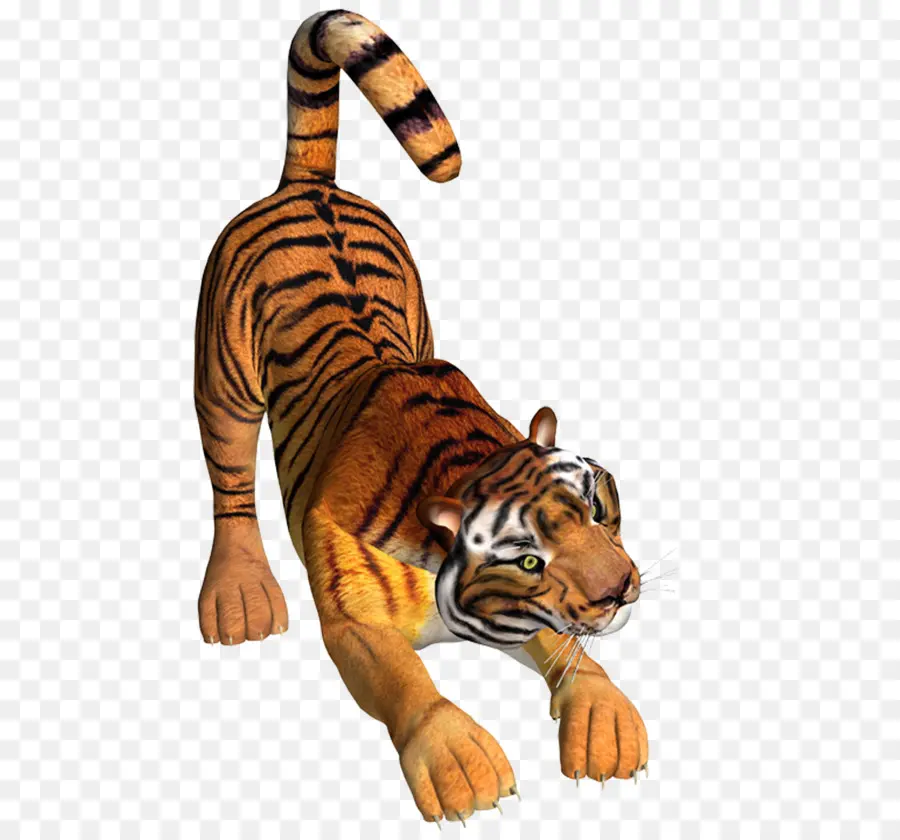 Tigre，Gato Grande PNG