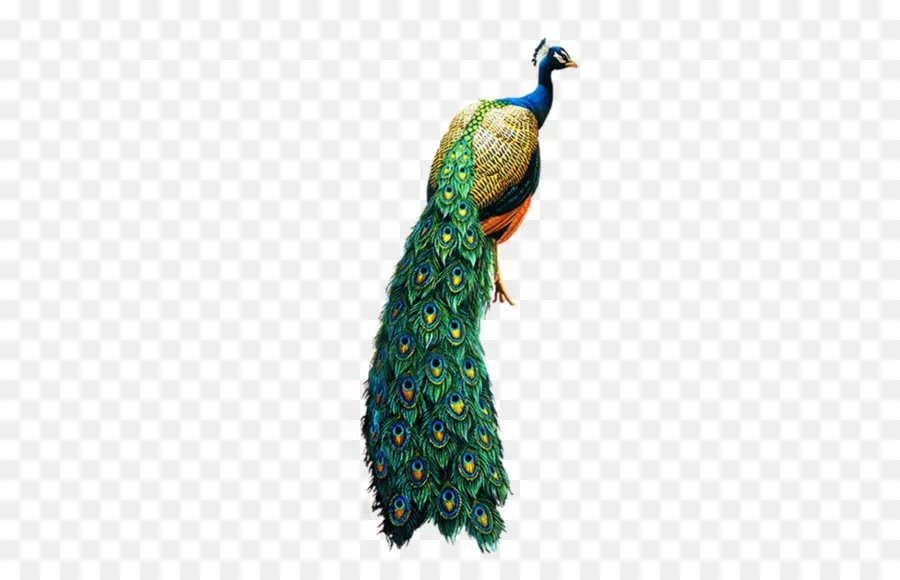 Aves，Peafowl PNG