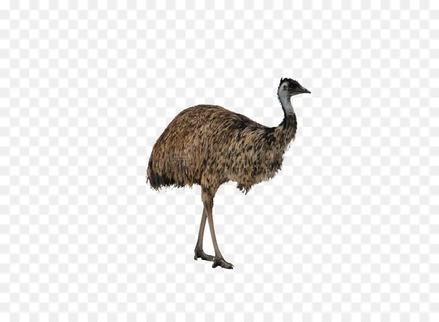 Emu，Pássaro PNG