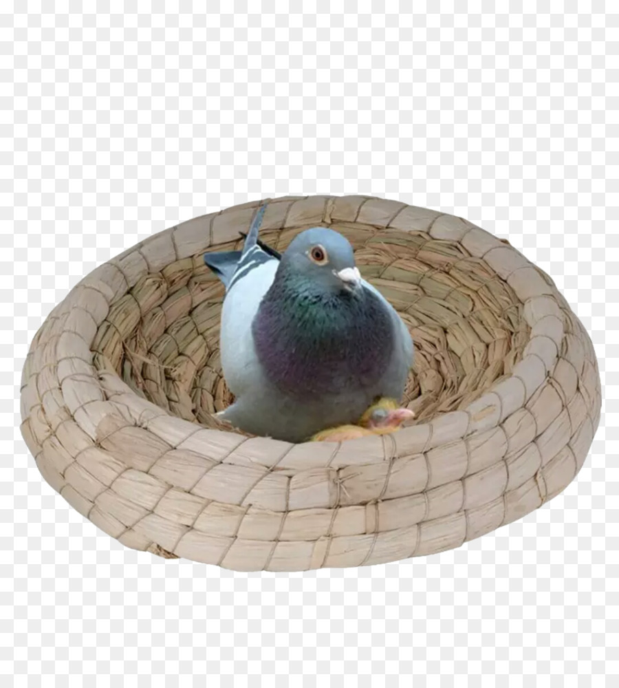 Pombo No Ninho，Pássaro PNG