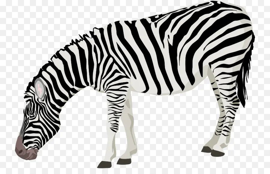 Zebra，Listrado PNG