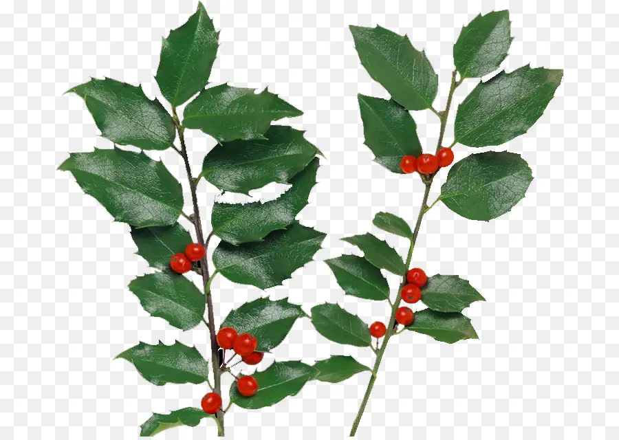 Holly，Berry PNG