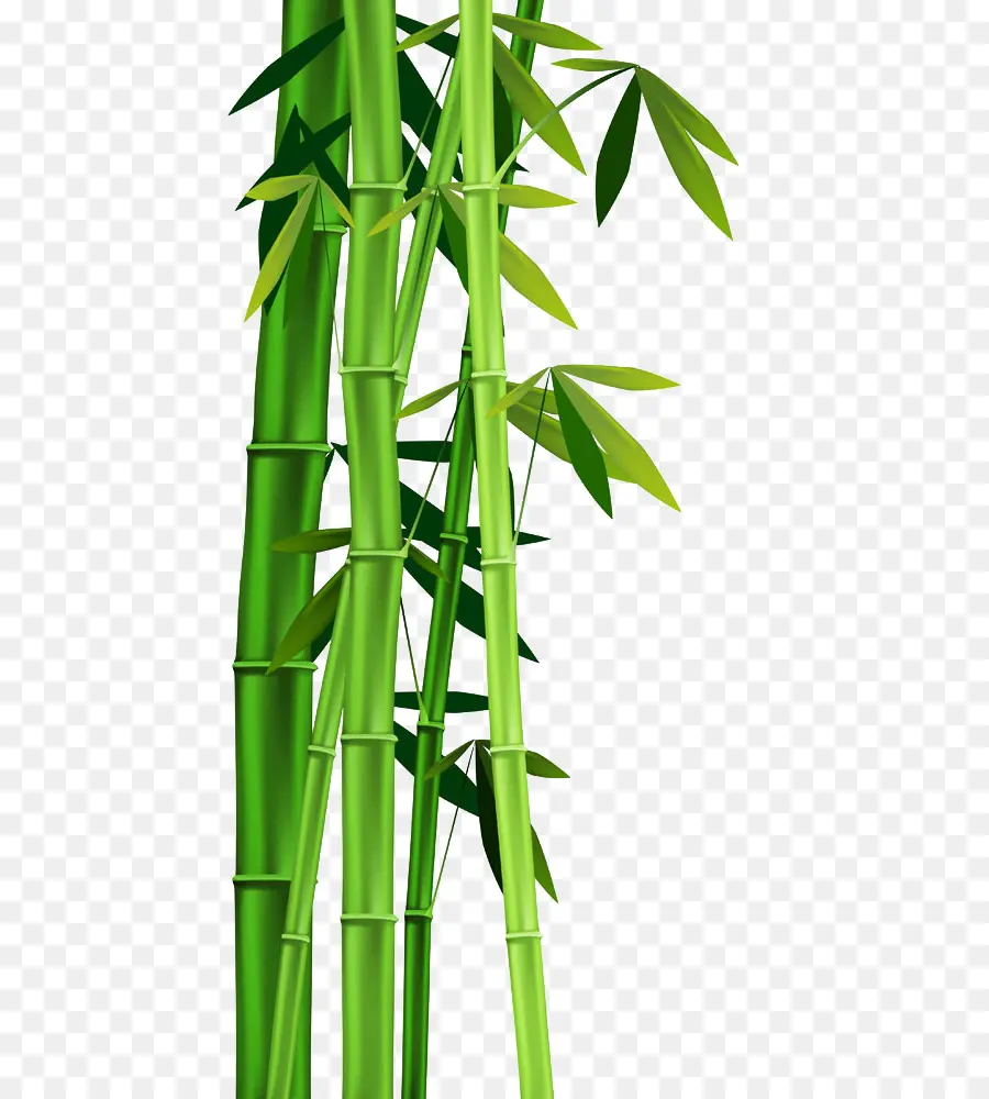 Bambu，Planta De Haste PNG