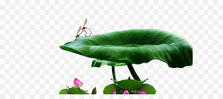 Nelumbo Nucifera，Efeito Lótus PNG