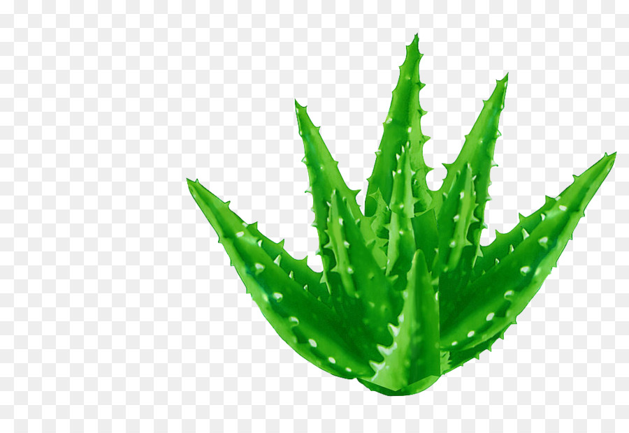 Aloe Vera，Verde PNG