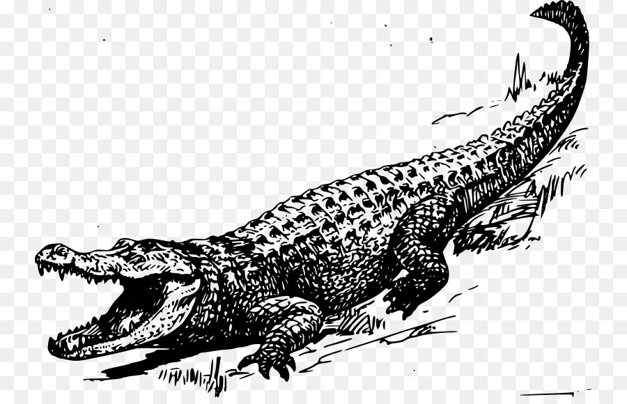 Jacaré，Crocodilo PNG