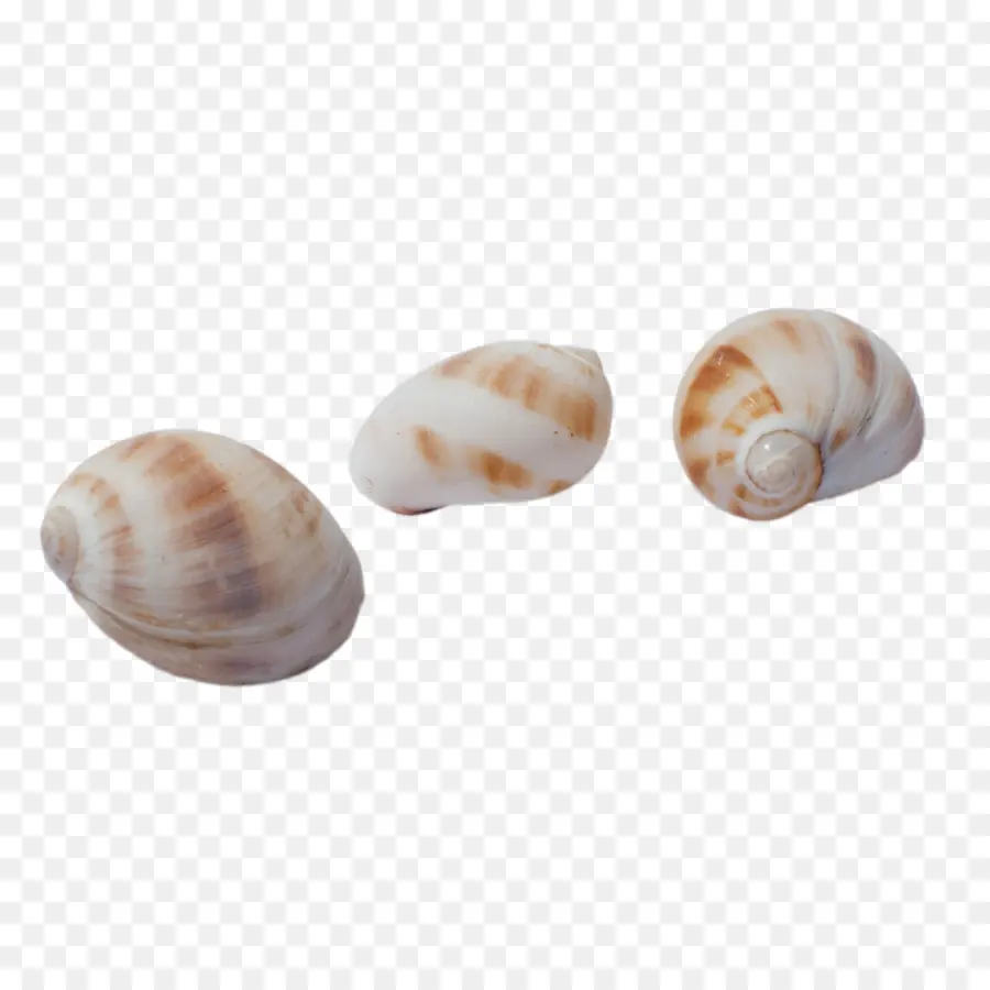 Conchas，Mar PNG