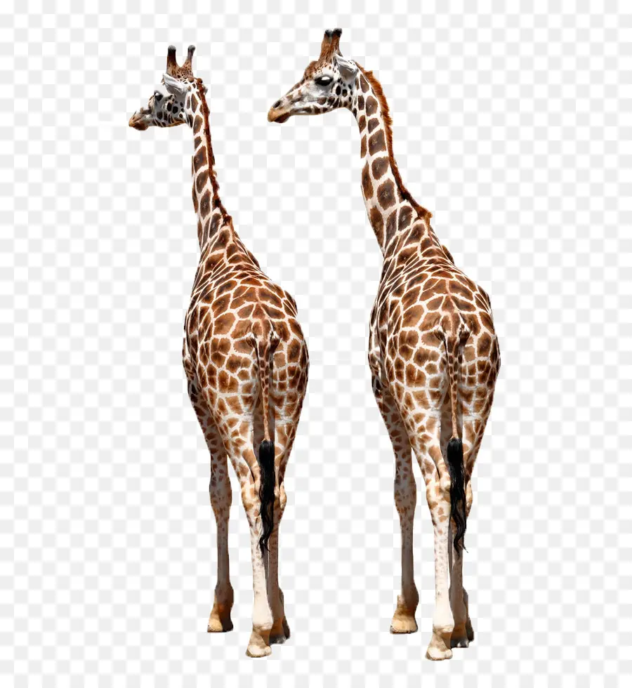 Reticulado Girafa，Okapi PNG