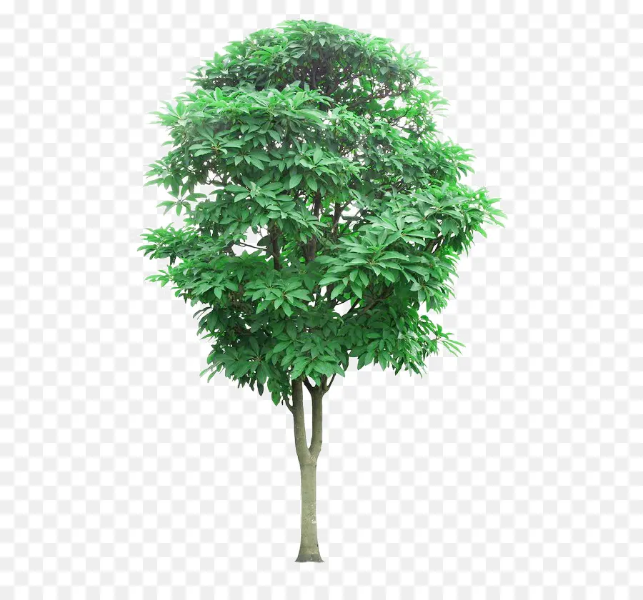 árvore，Lindens PNG