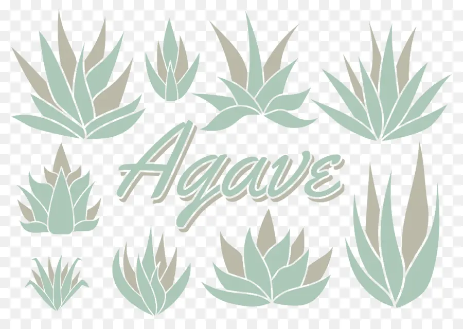 Plantas De Agave，Suculento PNG