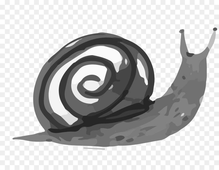 Caracol Cinzento，Concha PNG