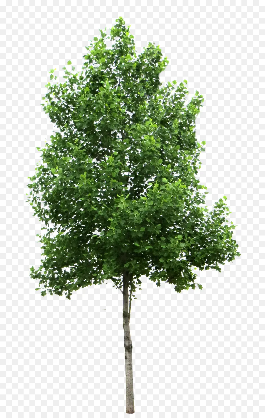 árvore，Bétula PNG