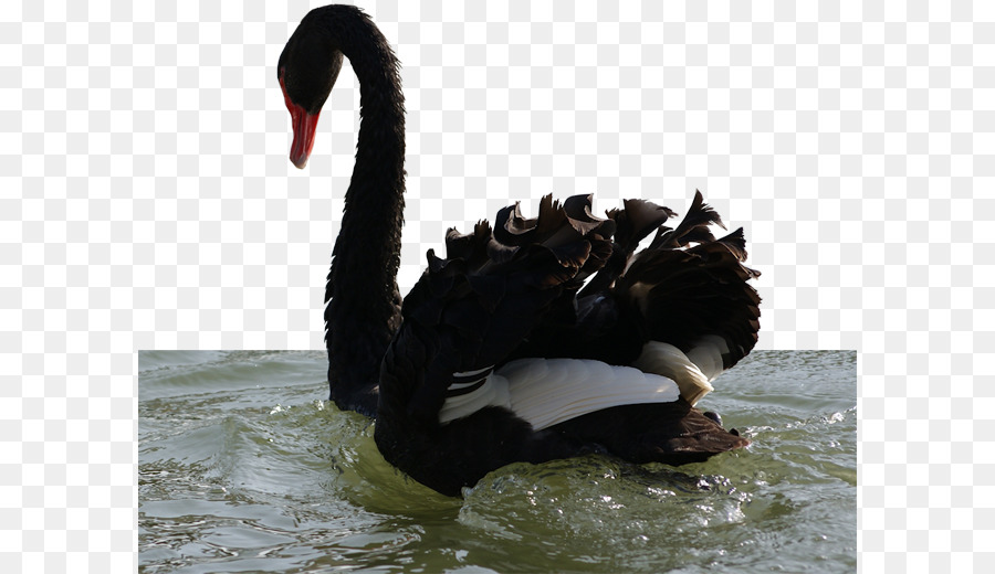 Cisne Negro，Pássaro PNG