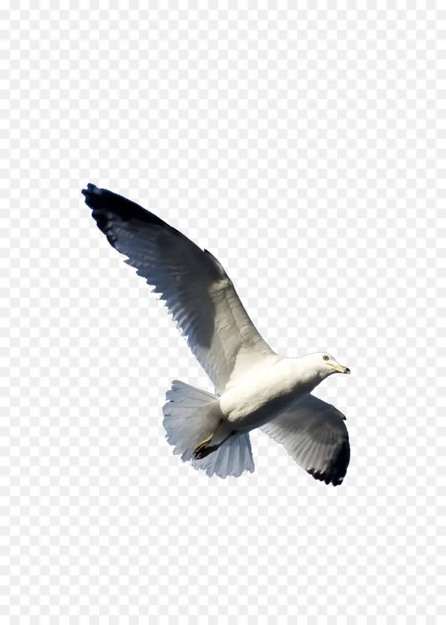 Gaivota，Pássaro PNG