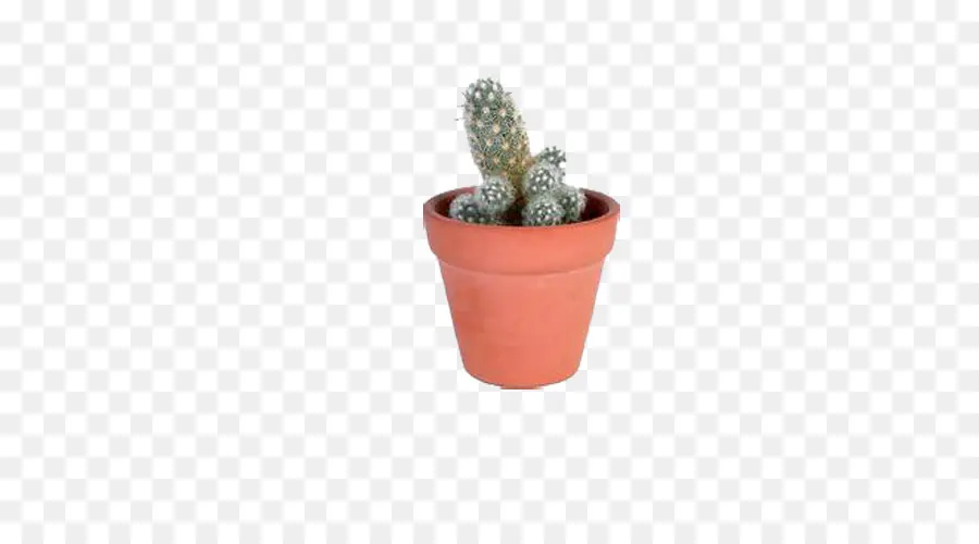 Cactaceae，Flowerpot PNG