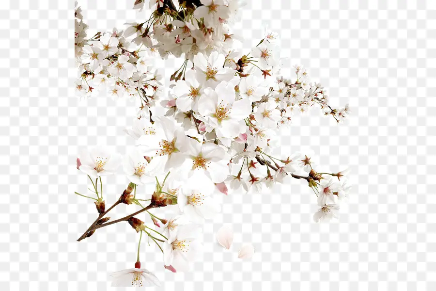 Branco，Flor De Cerejeira PNG