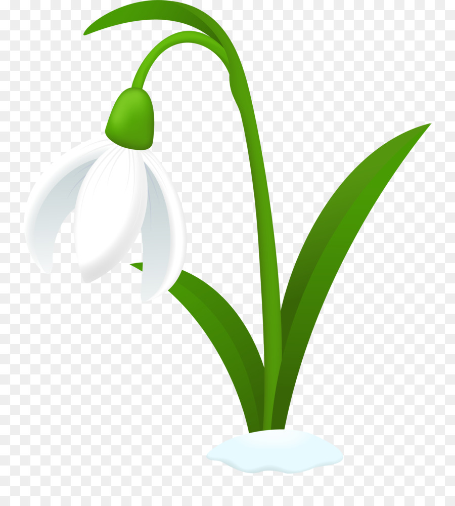 Galanthus Nivalis，Flor PNG