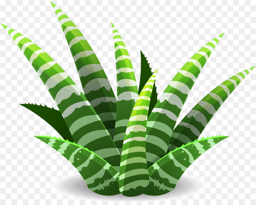 Aloe Vera，Verde PNG