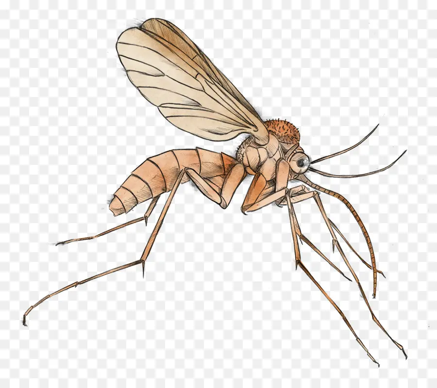 Mosquito，A Malária PNG