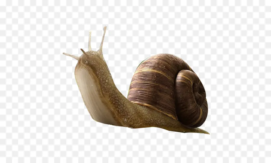 Caracol，Inseto PNG