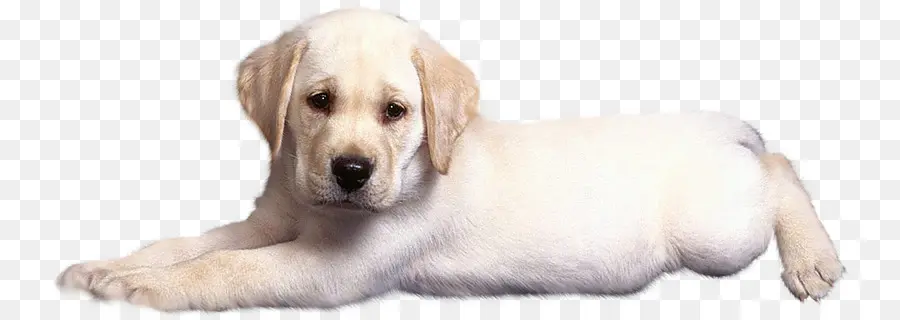 Labrador Retriever，Golden Retriever PNG