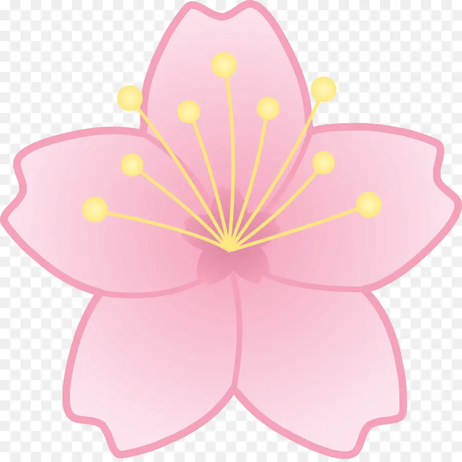 Flor De Cerejeira，Desenho PNG