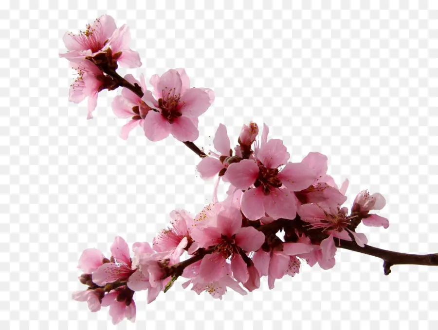 National Cherry Blossom Festival，Flor De Cerejeira PNG