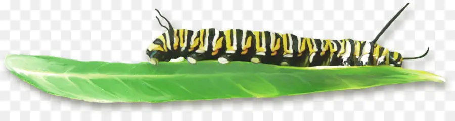 Caterpillar，Inseto PNG