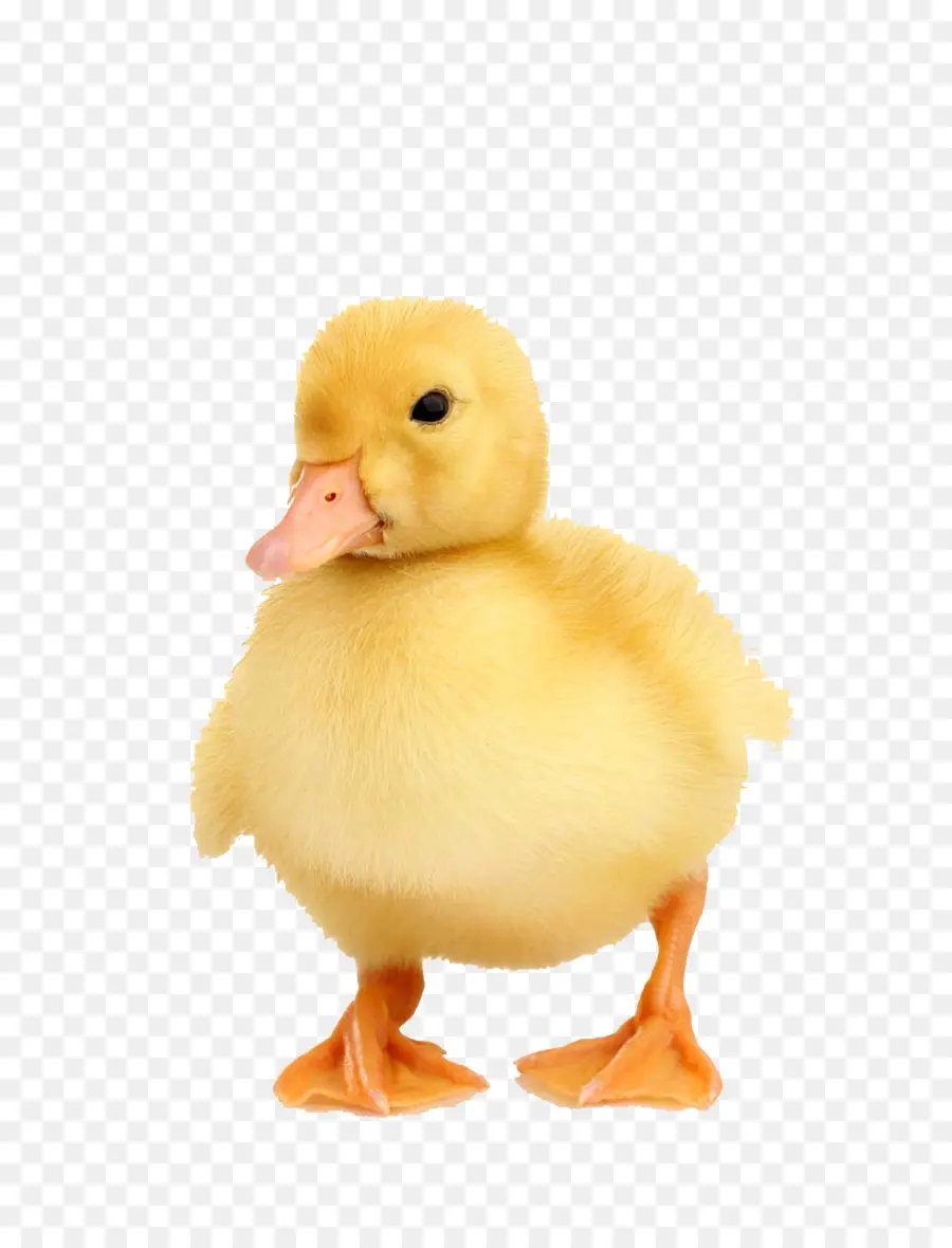 Pato，Patinho PNG