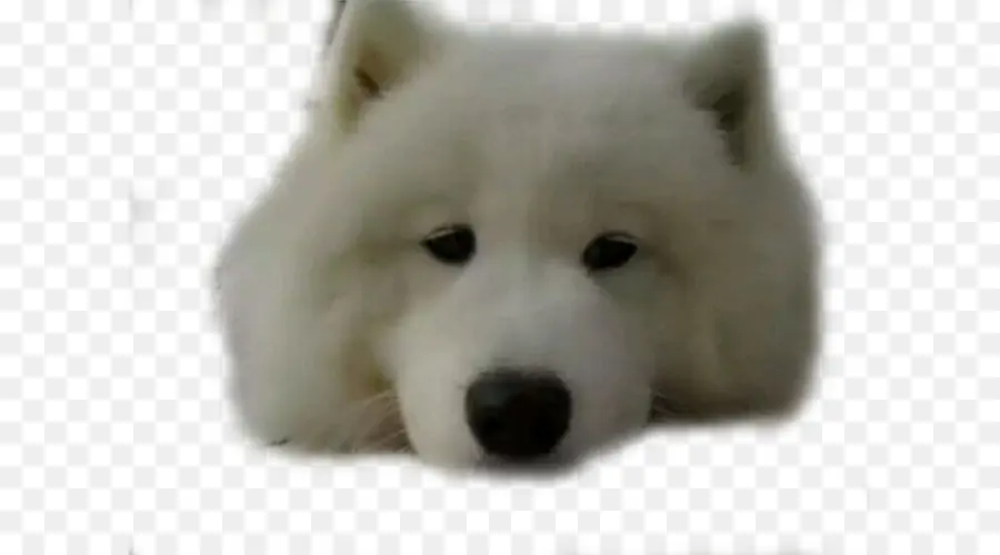 Sakhalin Husky，Samoyed Cão PNG