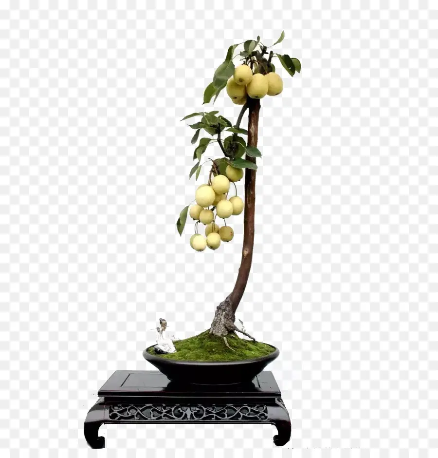 Árvore Bonsai，Fruta PNG