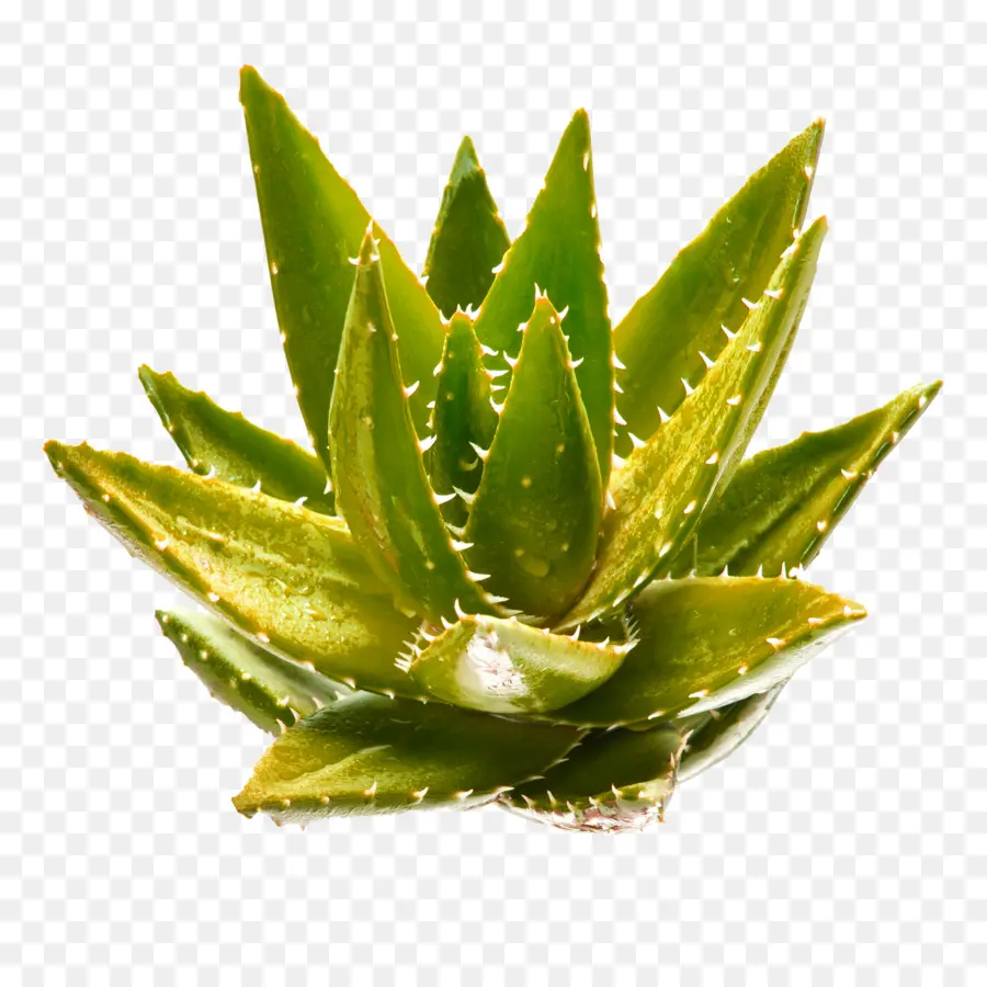 Aloe Vera，Suculenta PNG