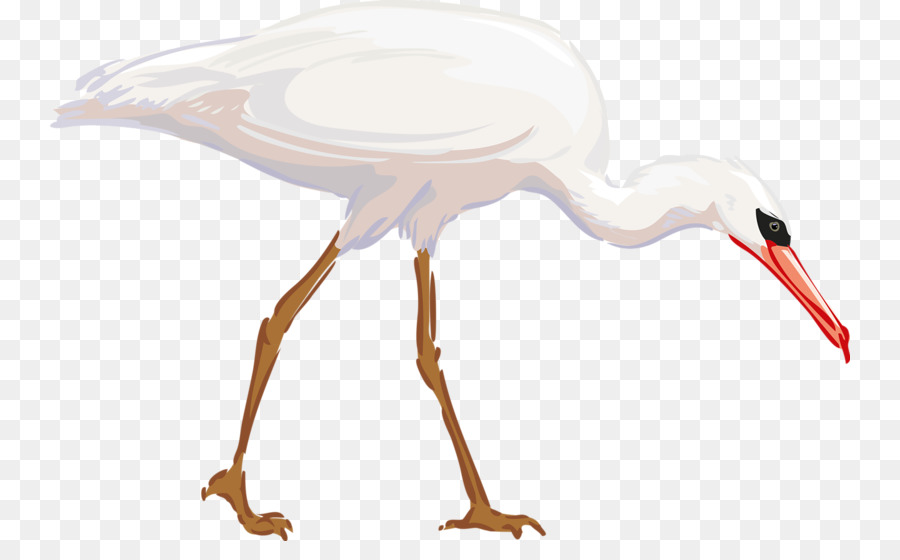 Pássaro Branco，Animal PNG