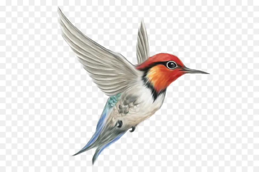 Colibri，Vôo PNG