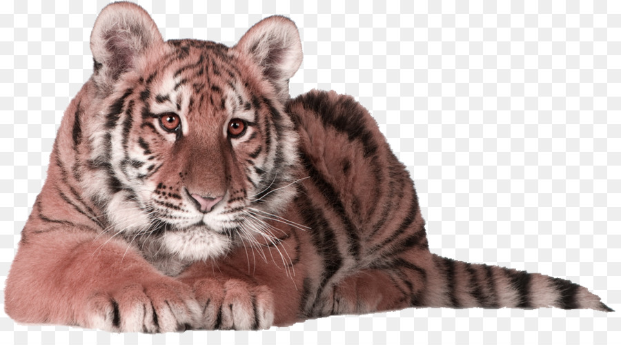 Tigre，Filhote PNG