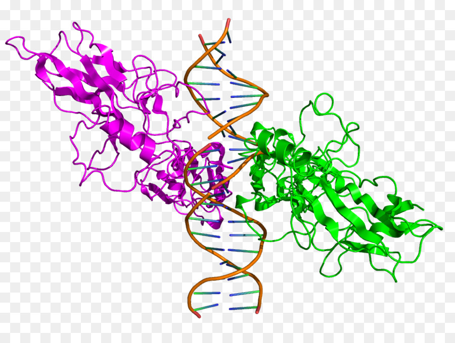 Estrutura Do Dna，Genética PNG