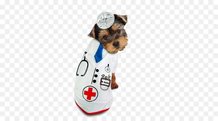 Cachorro Fantasiado De Médico，Filhote De Cachorro PNG