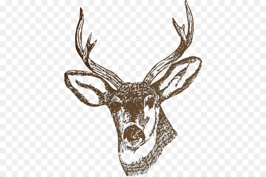 Deer，Whitetailed Veado PNG