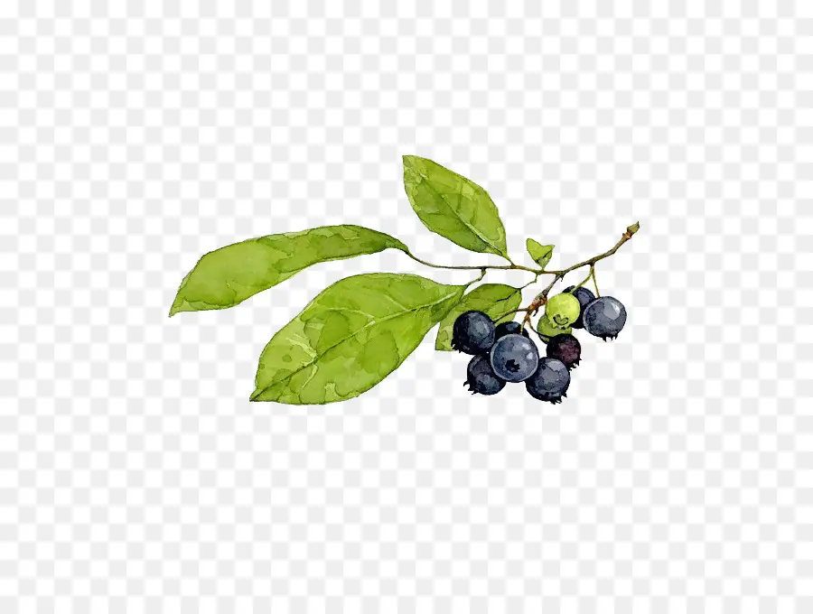 Berry，Torta De Mirtilo PNG